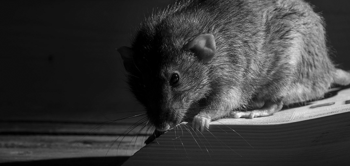 Rat reading a book professional pest controller magazine